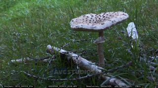Link to Video