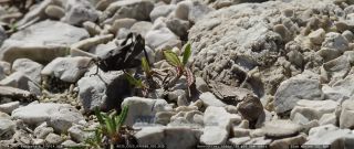Link to Video
