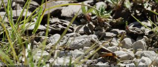 Link to Video