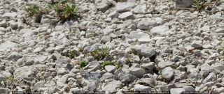 Link to Video