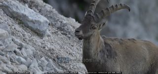 Link to Video
