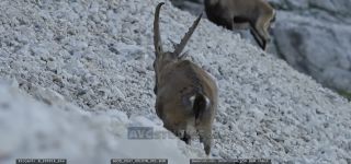 Link to Video