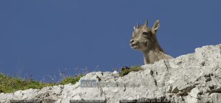 Link to Video | cub, Alps, high mountains, resting, Jôf di Montasio, blue sky, low-angle shot, color, 4K resolution, 2020, Italy, mountain range, daytime, mammals, ibex