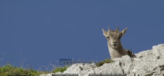 Link to Video | cub, Alps, high mountains, resting, Jôf di Montasio, blue sky, low-angle shot, color, 4K resolution, 2020, Italy, mountain range, daytime, mammals, ibex