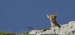 Link to Video | cub, Alps, high mountains, resting, Jôf di Montasio, blue sky, low-angle shot, color, 4K resolution, 2020, Italy, mountain range, daytime, mammals, ibex