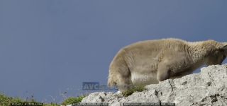 Link to Video | cub, Alps, high mountains, resting, Jôf di Montasio, blue sky, low-angle shot, color, 4K resolution, 2020, Italy, mountain range, daytime, mammals, ibex