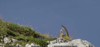 Link to Video | cub, Alps, high mountains, resting, Jôf di Montasio, blue sky, low-angle shot, color, 4K resolution, 2020, Italy, mountain range, daytime, mammals, ibex
