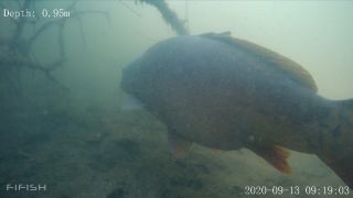 Link to Video | fish, biotope, subaquaria, river