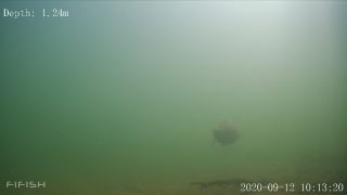 Link zum Video | Fisch, Biotop, Unterwasser, Fluss