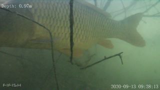 Link zum Video | Fisch, Biotop, Unterwasser, Fluss