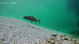 Link zum Video | Fisch, Biotop, Unterwasser, Fluss