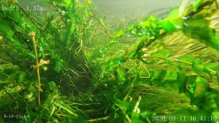 Link to Video | fish, biotope, subaquaria, river