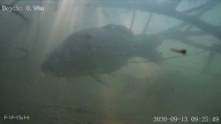 Link zum Video | Fisch, Biotop, Unterwasser, Fluss