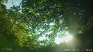 Link to Video | fish, biotope, subaquaria, river