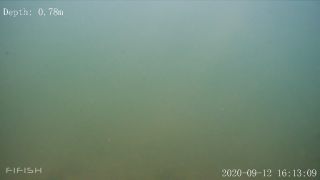 Link zum Video | Fisch, Biotop, Unterwasser, Fluss