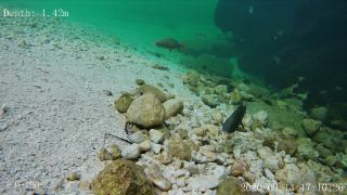 Link zum Video | Fisch, Biotop, Unterwasser, Fluss
