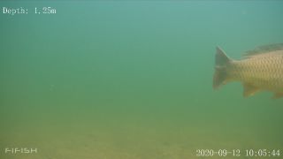 Link zum Video | Fisch, Biotop, Unterwasser, Fluss