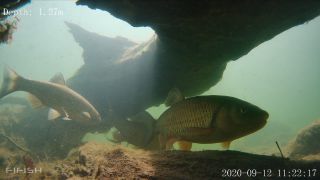 Link to Video | fish, biotope, subaquaria, river