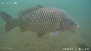 Link zum Video | Fisch, Biotop, Unterwasser, Fluss