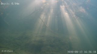 Link to Video | fish, biotope, subaquaria, river