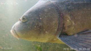 Link to Video | Fressen, fish, biotope, color, subaquaria, river, animal