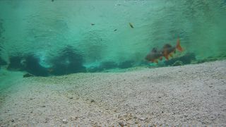 Link to Video