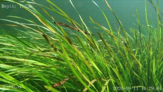 Link zum Video | Fisch, Biotop, Unterwasser, Fluss