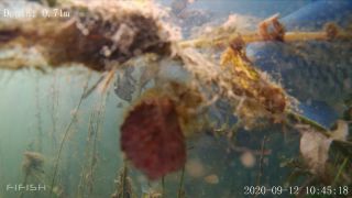 Link to Video | fish, biotope, subaquaria, river