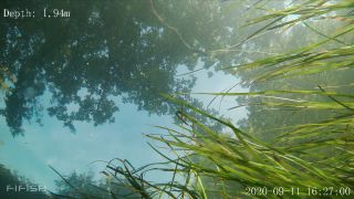 Link to Video | fish, biotope, subaquaria, river
