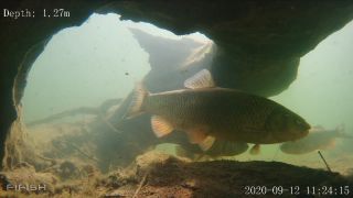 Link to Video | fish, biotope, subaquaria, river