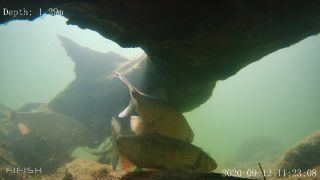 Link zum Video | Fisch, Biotop, Unterwasser, Fluss
