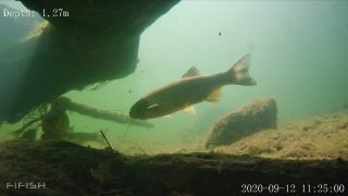 Link to Video | fish, biotope, subaquaria, river