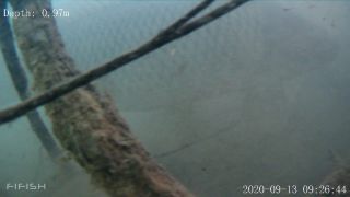 Link zum Video | Fisch, Biotop, Unterwasser, Fluss