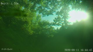 Link to Video | fish, biotope, subaquaria, river