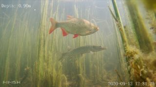 Link zum Video | Fisch, Biotop, Unterwasser, Fluss