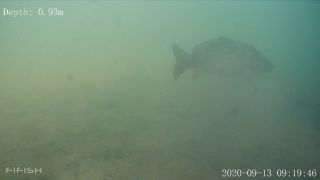 Link zum Video | Fisch, Biotop, Unterwasser, Fluss