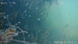 Link zum Video | Fisch, Biotop, Unterwasser, Fluss