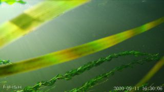 Link to Video | fish, biotope, subaquaria, river