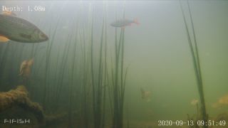 Link to Video | fish, biotope, subaquaria, river