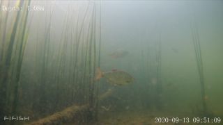 Link to Video | fish, biotope, subaquaria, river