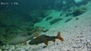 Link zum Video | Fisch, Biotop, Unterwasser, Fluss