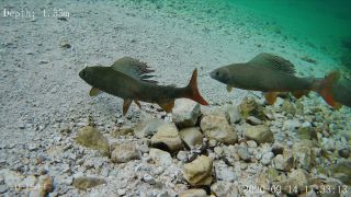 Link zum Video | Fisch, Biotop, Unterwasser, Fluss