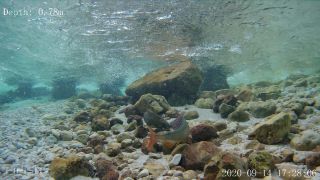 Link zum Video | Fisch, Biotop, Unterwasser, Fluss