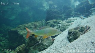 Link zum Video | Fisch, Biotop, Unterwasser, Fluss