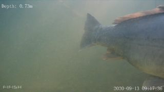 Link to Video | fish, biotope, subaquaria, river