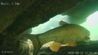 Link to Video | fish, biotope, subaquaria, river