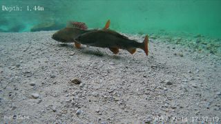 Link zum Video | Fisch, Biotop, Unterwasser, Fluss