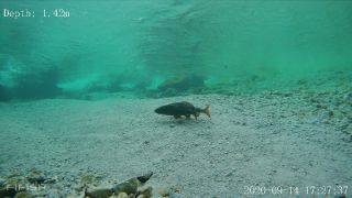Link zum Video | Fisch, Biotop, Unterwasser, Fluss