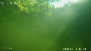Link to Video | fish, biotope, subaquaria, river