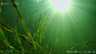 Link to Video | fish, biotope, subaquaria, river